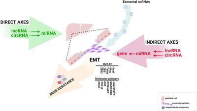 The pivotal role of EMT-related noncoding RNAs regulatory axes in hepatocellular carcinoma